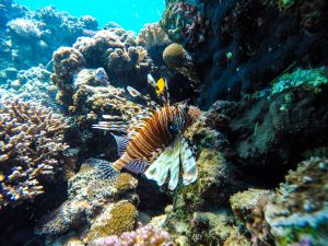 77 Things to Do in Dahab Egypt