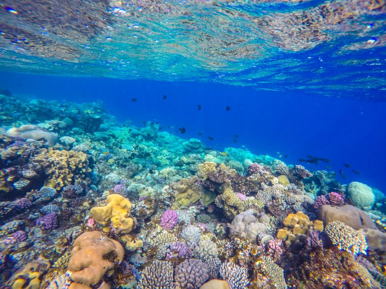 Sharm El-Sheikh: Diving Guide For Scuba Lovers | A Little Nomad