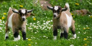 Goat Farm In Amsterdam