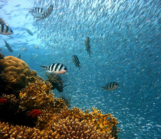 Red Sea Snorkeling and Diving