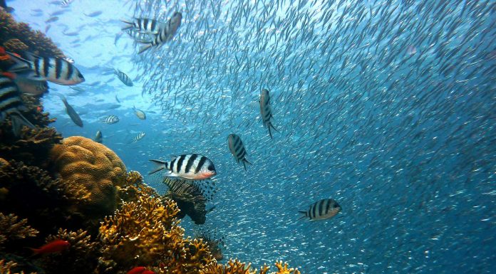 Red Sea Snorkeling and Diving