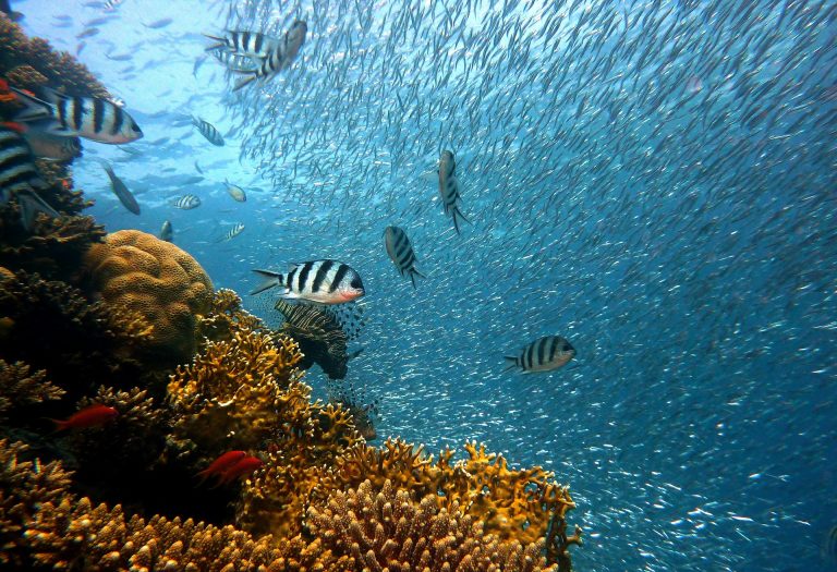 Red Sea Snorkeling and Diving