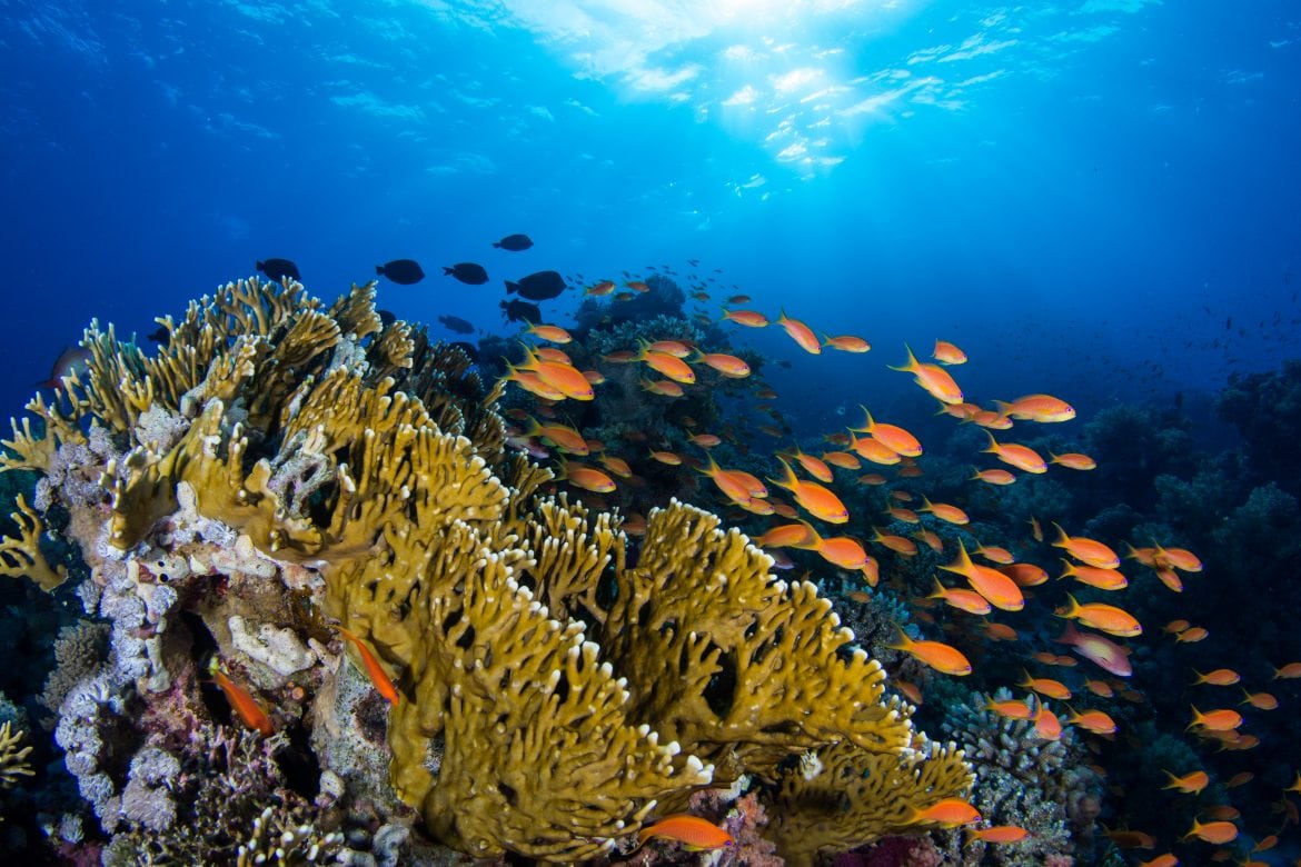 Dahab Diving The Ultimate Scuba Guide (by a local) A Little Nomad