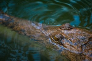 Adventurous Destinations in Australia - Crocodile River Cruise