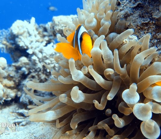 Scuba Diving Guide Sharm El-Sheikh