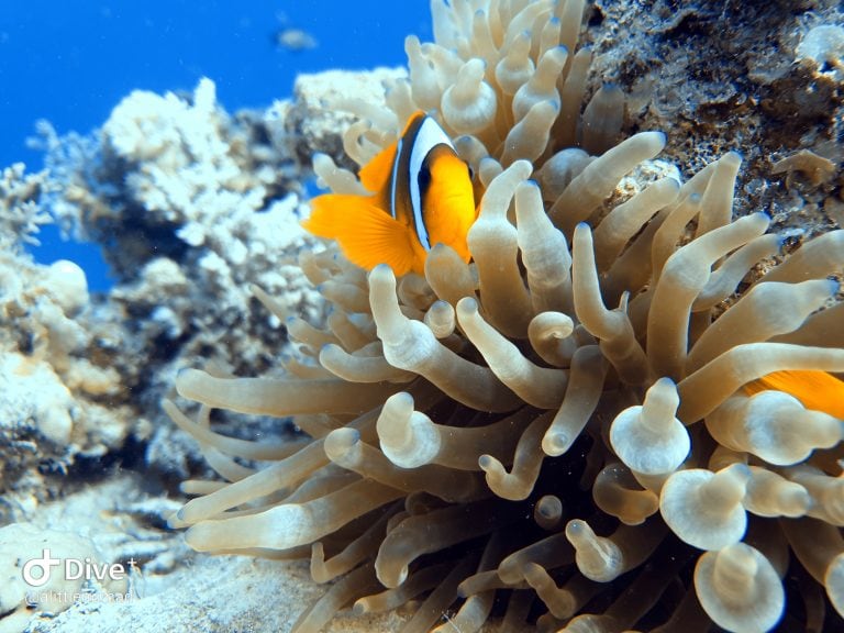 Scuba Diving Guide Sharm El-Sheikh