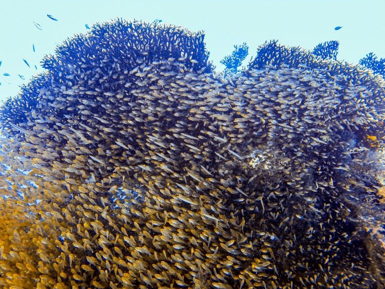 El Gouna Diving Guide