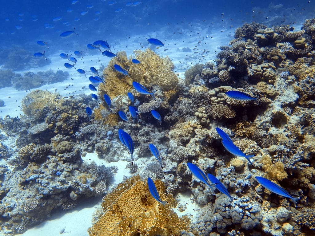 Hurghada Snorkeling Guide: 7 Best Snorkel Spots • A Little Nomad