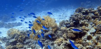Hurghada Snorkeling Guide: 7 Best Snorkel Spots