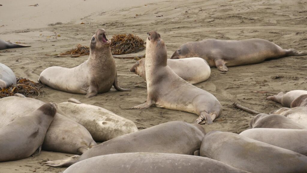 Guide To Driving The Californian Coast 3