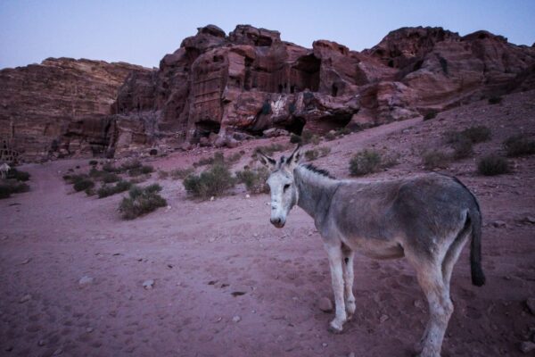 The Romance Scam In Petra - My Experience As A Solo Female Traveler In Petra, Jordan 43 How To: Not Get Scammed In Petra – My Experience As A Solo Female Traveler In Petra, Jordan