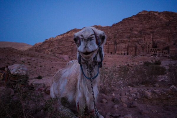 The Romance Scam In Petra - My Experience As A Solo Female Traveler In Petra, Jordan 44 How To: Not Get Scammed In Petra – My Experience As A Solo Female Traveler In Petra, Jordan